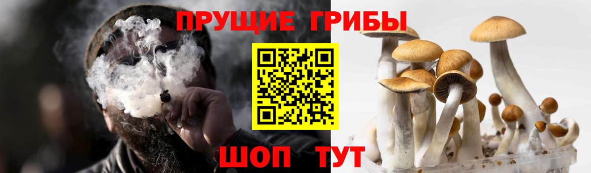 Галлюциногенные грибы Psilocybine cubensis Ишимбай